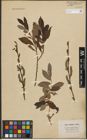 Foto von Salix purpurea L. x Salix silesiaca Willd.